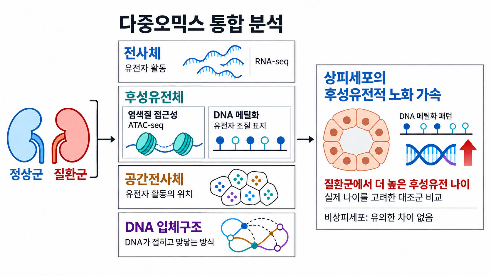 “신장 질환, 어떤 세포에서 노화 변화 두드러질까” GIST, 세뇨관 상피세포서 '후성유전적 노화 가속' 확인 이미지